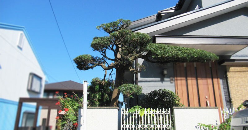 横浜市港南区日野の住宅にて、 松の木の剪定